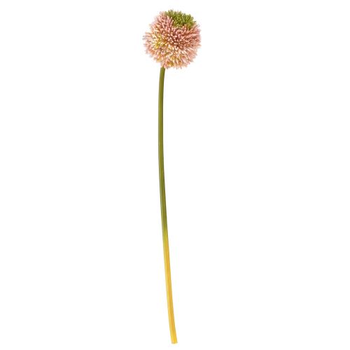 Floristik24 Mesterséges allium díszfokhagyma rózsaszín zöld Ø10cm L65cm