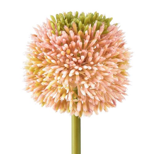 Floristik24 Mesterséges allium díszfokhagyma rózsaszín zöld Ø10cm L65cm