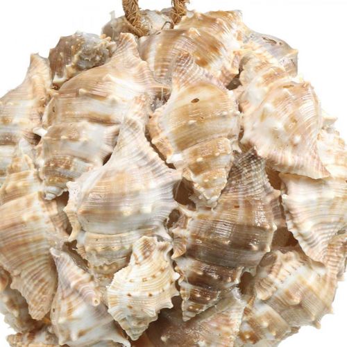 tételeket Dekoratív gömb csiga kagyló dekoráció lógó természetes Ø12cm