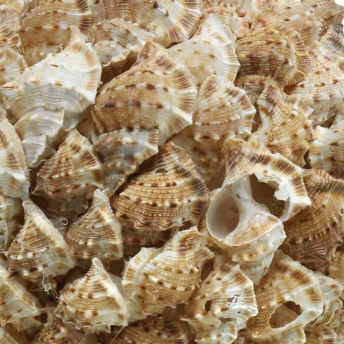Kagyló dekoráció golyós tengeri csigák Tengeri dekoráció függesztéséhez Ø18cm