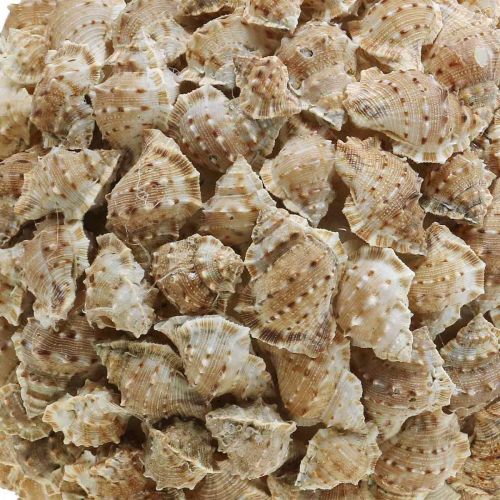 tételeket Deco golyó tengeri csigák asztali dekoráció tengeri natúr dekoráció Ø25cm