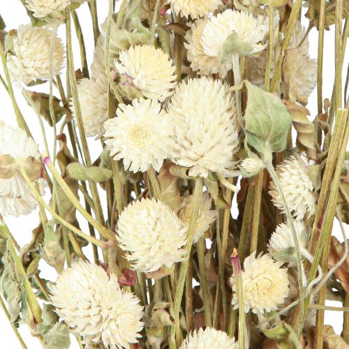 Floristik24 Globe Amaranth Gomphrena Globosa Natural Cream L45cm 100g