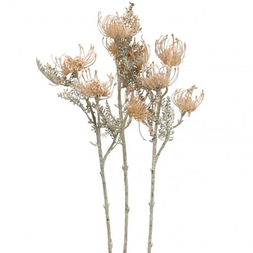 Művirág, Tűpárna virág, Leucospermum, Proteaceae mosott fehér L58cm 3db