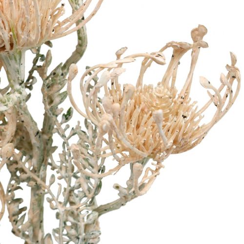 Floristik24 Művirág, Tűpárna virág, Leucospermum, Proteaceae mosott fehér L58cm 3db