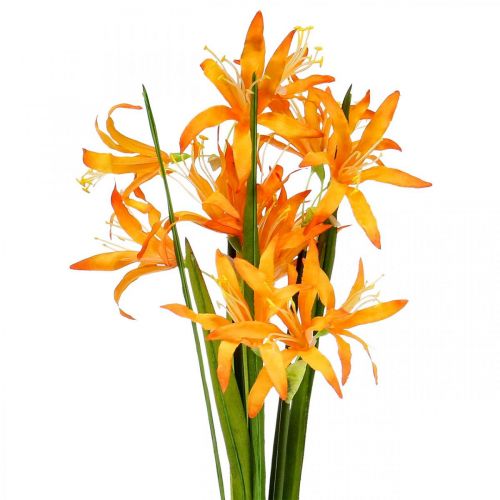 Művirágok Nerine Orange Guernsey Liliomok Őszi virágok 48cm
