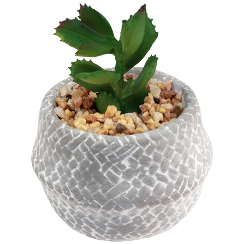 Floristik24 Mesterséges növények Pozsgás növények Mesterséges zöld növény 11-14cm 3db