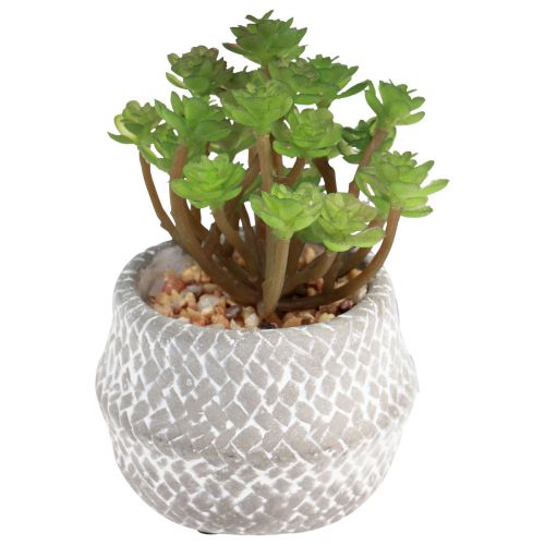 Floristik24 Mesterséges növények Pozsgás növények Mesterséges zöld növény 11-14cm 3db