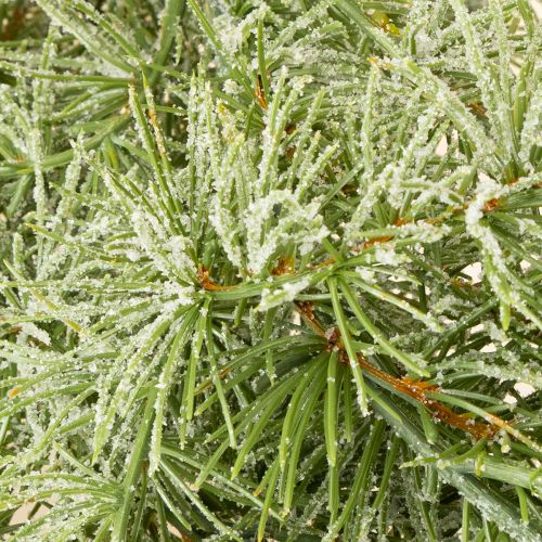 tételeket Dekoratív vörösfenyő girland hangulatos szobadíszítéshez, 250 cm