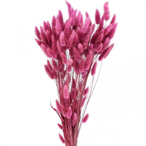 Floristik24 Lagurus szárított nyúlfarkfű lila 65-70cm 100g