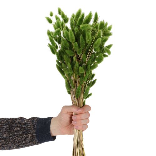 tételeket Szárított Lagurus (nyúlfarkfű) 65-70cm 100g