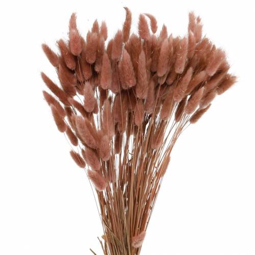 tételeket Száraz virágkötő nyúlfarkfű Lagurus vörösesbarna 100g