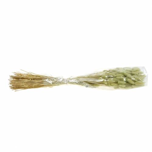 Floristik24 Velvet Grass Lagurus Light Green 100g Száraz fű