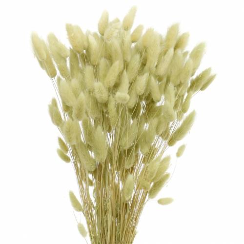 Floristik24 Velvet Grass Lagurus Light Green 100g Száraz fű