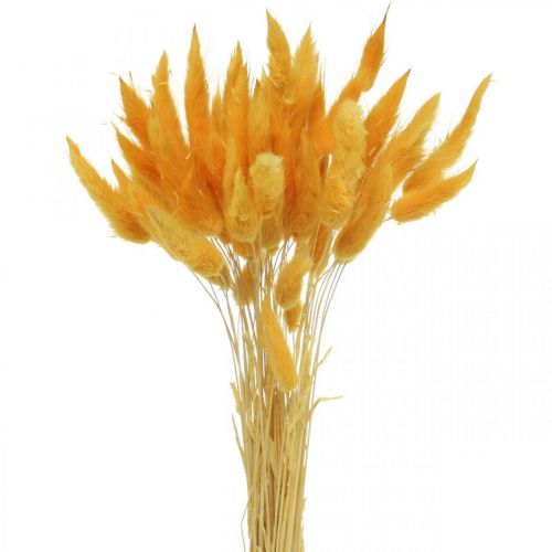 tételeket Lagurus Yellow Velvet Grass Nyúlfarkfű L40-55cm 25g
