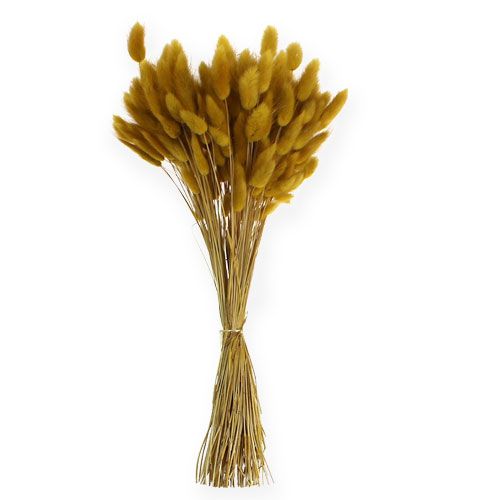Floristik24 Dekoratív fű aranysárga Lagurus 100gr