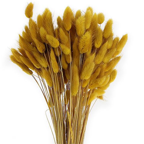 tételeket Dekoratív fű aranysárga Lagurus 100gr
