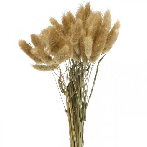 Lagurus ovatus, Pennisetum Grass, Bársonyfű Természetes Világosbarna L40-50cm 30g
