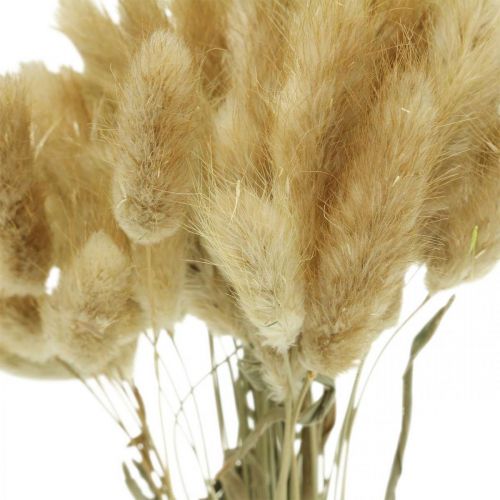 Lagurus ovatus, Pennisetum Grass, Bársonyfű Természetes Világosbarna L40-50cm 30g