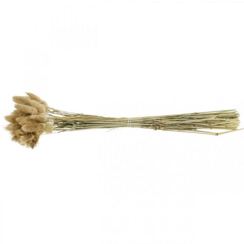tételeket Lagurus ovatus szárított virágok szökőkútfű bársonyfű dísznövény világosbarna 40-50cm 30g