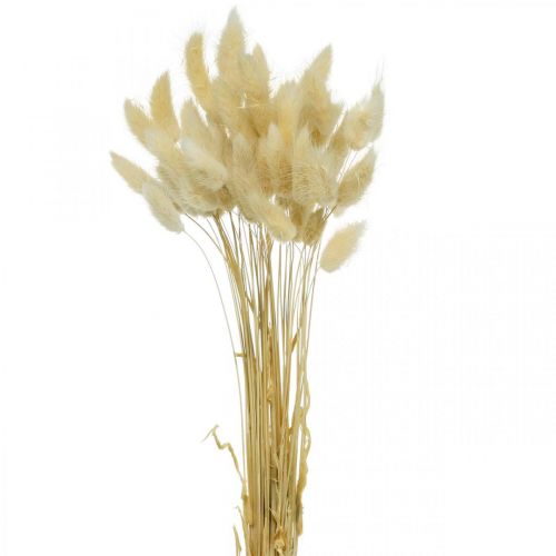 Díszfű, fehérített édesfű, Lagurus ovatus, bársonyfű L40-55cm 25g