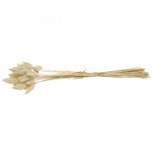 Floristik24 Díszfű, fehérített édesfű, Lagurus ovatus, bársonyfű L40-55cm 25g