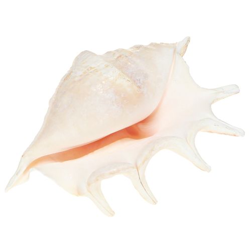 Floristik24 Lambis Sea Snail Natural Dekoráció 14cm 10 db
