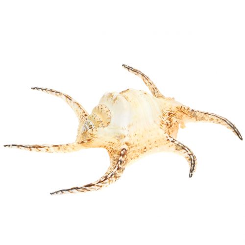 Lambis tengeri csiga natúr 22cm