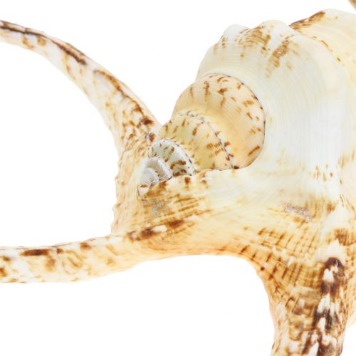 tételeket Lambis tengeri csiga natúr 22cm