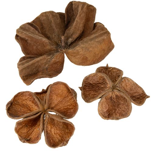 Floristik24 Landlotus Nature 50 db