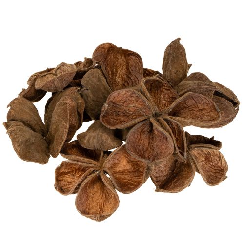 Floristik24 Landlotus Nature 50 db