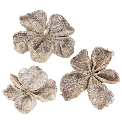 Floristik24 Landlotus fehérre mosott 6-12cm 50 db