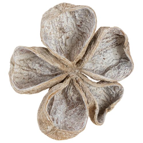 Floristik24 Landlotus fehérre mosott 6-12cm 50 db