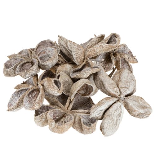 Floristik24 Landlotus fehérre mosott 6-12cm 50 db