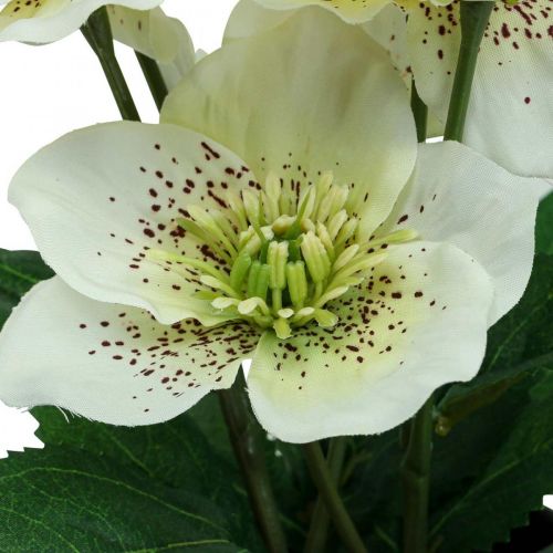 tételeket Nagyböjti rózsa Hellebore karácsonyi rózsacserepes művirágok H25cm fehér