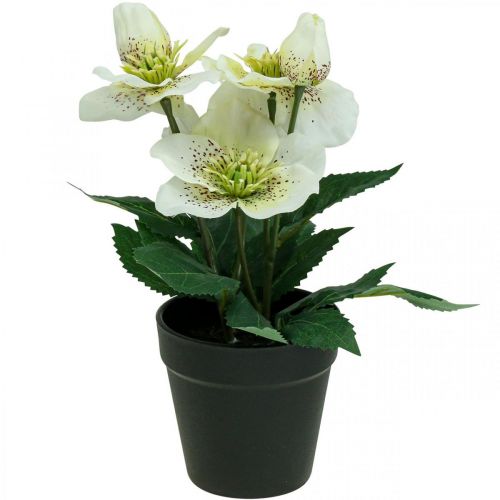 Floristik24 Nagyböjti rózsa Hellebore karácsonyi rózsacserepes művirágok H25cm fehér