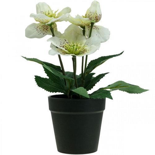 Floristik24 Nagyböjti rózsa Hellebore karácsonyi rózsacserepes művirágok H25cm fehér