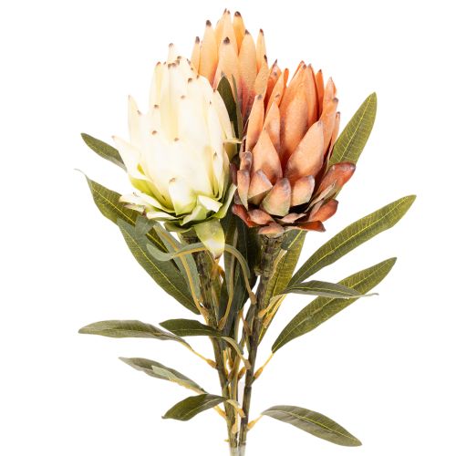 Művirág Protea Leucadendron hosszú szárral, 65cm, 3 darab vétel | Floristik24.hu