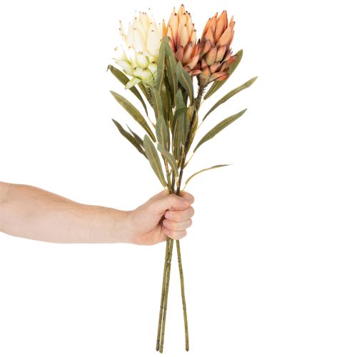 Művirág Protea Leucadendron hosszú szárral, 65cm, 3 darab | Floristik24.hu