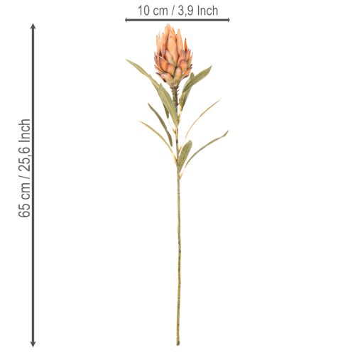 Művirág Protea Leucadendron hosszú szárral, 65cm, 3 darab | Floristik24.hu