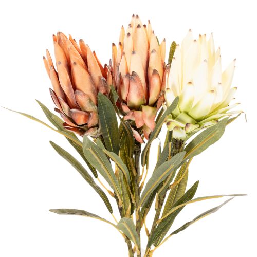 Művirág Protea Leucadendron hosszú szárral, 65cm, 3 darab | Floristik24.hu