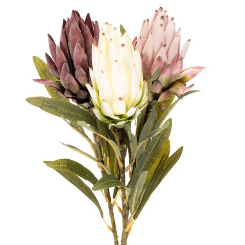 Protea művirág Leucadendron 100cm 3db vétel | Floristik24.hu