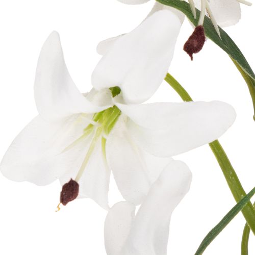  | Floristik24.hu