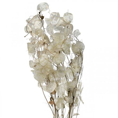 Floristik24 Lunaria szárított virágok holdibolya ezüstlevél szárított 60-80cm 30g