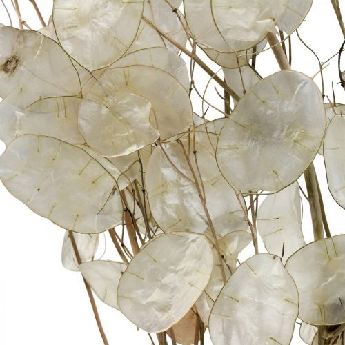 Floristik24 Lunaria szárított virágok holdibolya ezüstlevél szárított 60-80cm 30g