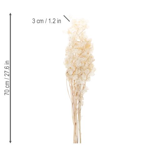 tételeket Lunaria szárított virágok, holdi ibolya, ezüstlevél, szárított, 60-80cm, 30g