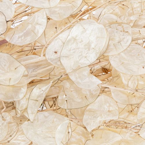 tételeket Lunaria szárított virágok, holdi ibolya, ezüstlevél, szárított, 60-80cm, 30g