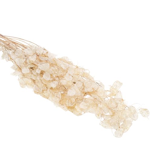 tételeket Lunaria szárított virágok, holdi ibolya, ezüstlevél, szárított, 60-80cm, 30g