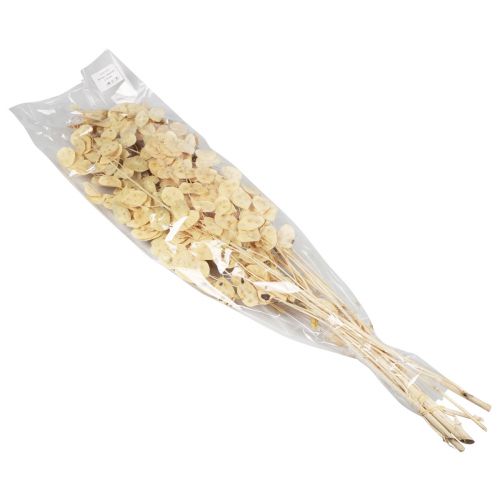 tételeket Lunaria Deco Moon Violet Silver Leaf Szárított 90cm 100g