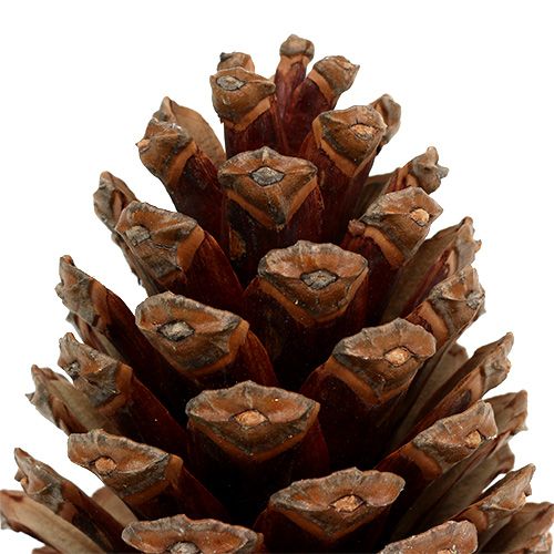 Floristik24 Maritima kúpok 14/18 natúr 25 db