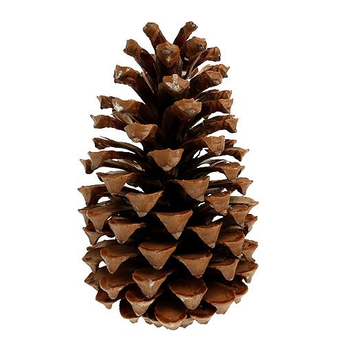 Floristik24 Maritima kúpok 17+ natúr 25 darab